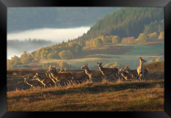 Red Deer Scotland Framed Print by Macrae Images
