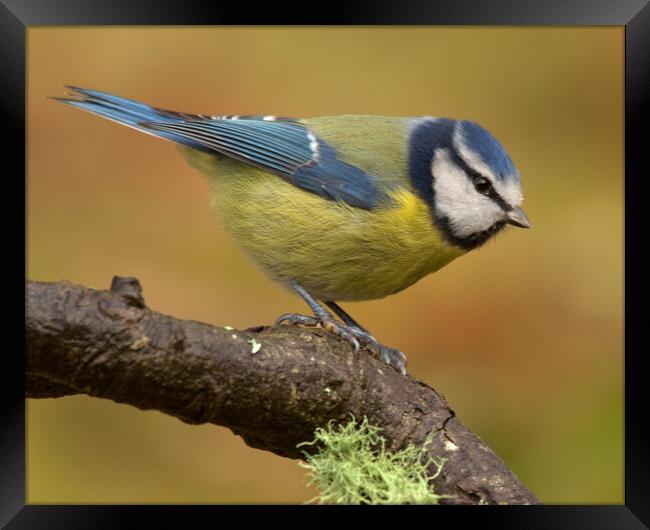 Blue Tit Framed Print by Macrae Images