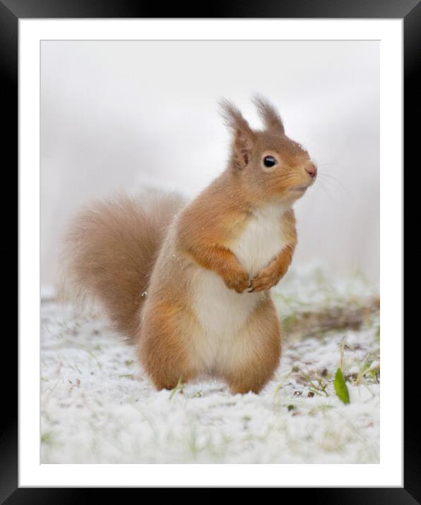 Red Squirrel in Snow Framed Mounted Print by Macrae Images