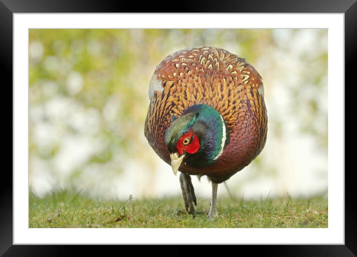 Pheasant Framed Mounted Print by Macrae Images