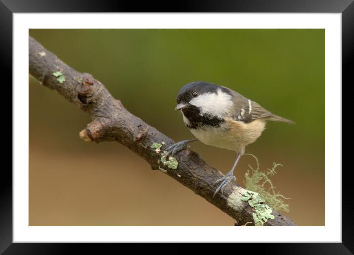 Coal Tit Framed Mounted Print by Macrae Images