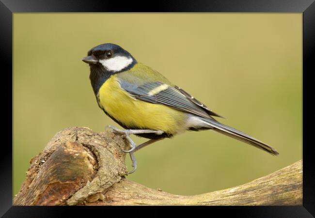 Great Tit Framed Print by Macrae Images