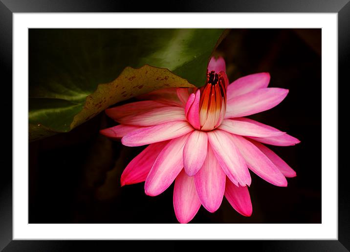 A little coy Framed Mounted Print by Sandhya Kashyap