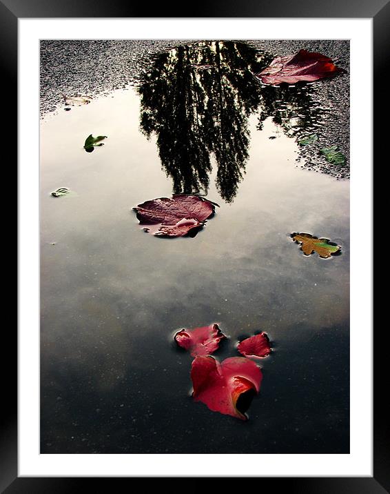 Mesmerizing Reflections after Rain Framed Mounted Print by Sandhya Kashyap