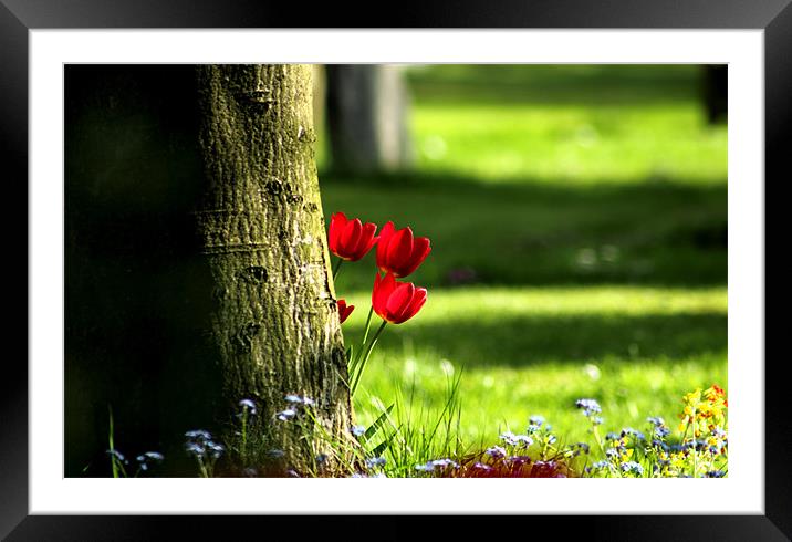 Tulips peeping from behind a tree Framed Mounted Print by Sandhya Kashyap