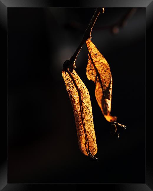 Golden leaves Framed Print by Sandhya Kashyap