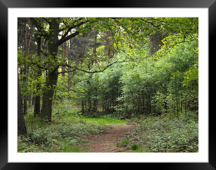A path less taken Framed Mounted Print by andrew hall
