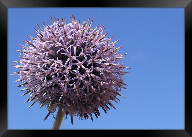 Thistle Framed Print by andrew hall