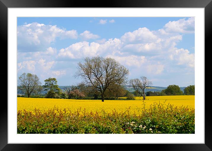 Field in East Yorkshire Framed Mounted Print by andrew hall