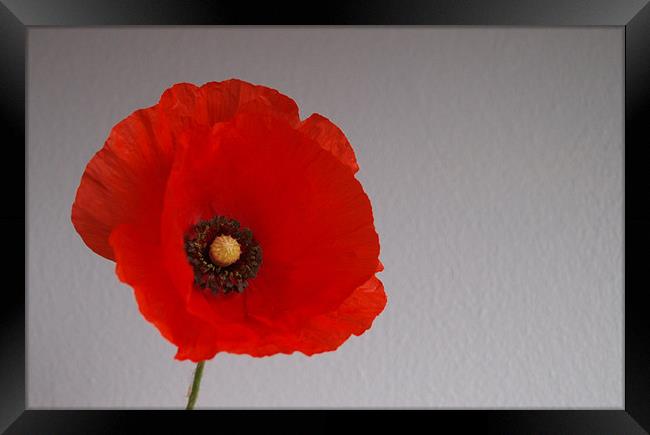 Remembrance poppy Framed Print by andrew hall
