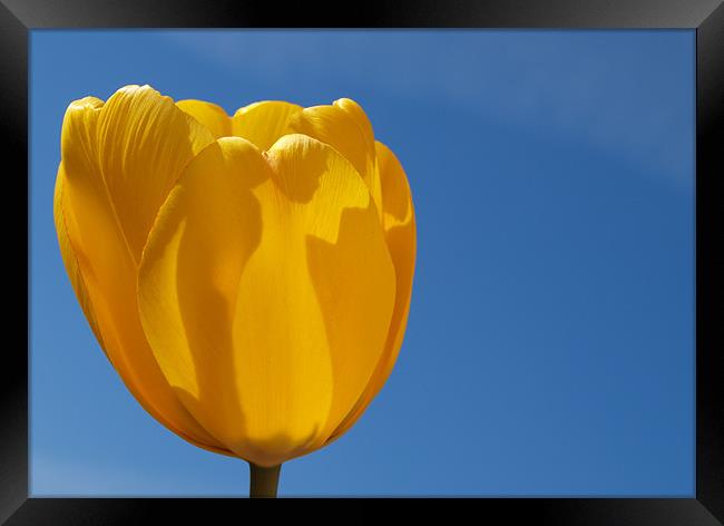 Yellow Tulip Framed Print by andrew hall