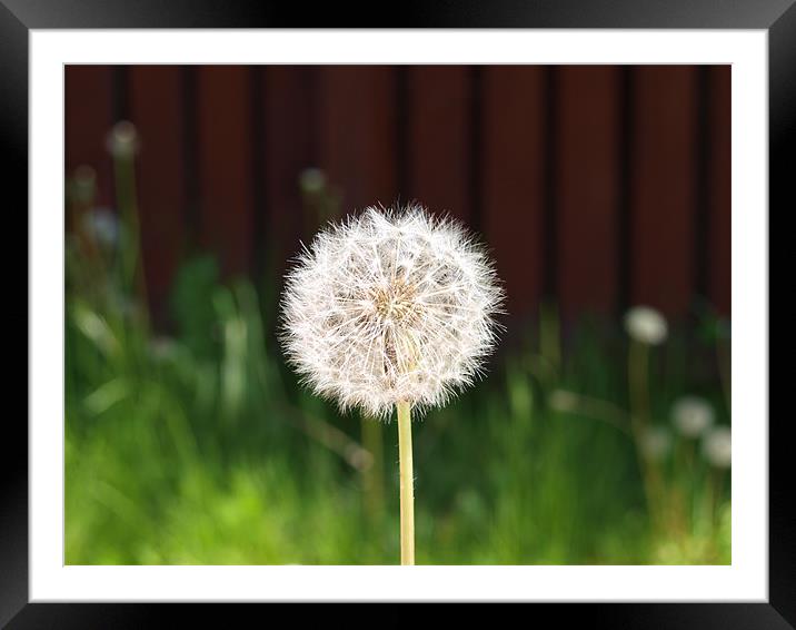 Dandy Framed Mounted Print by andrew hall