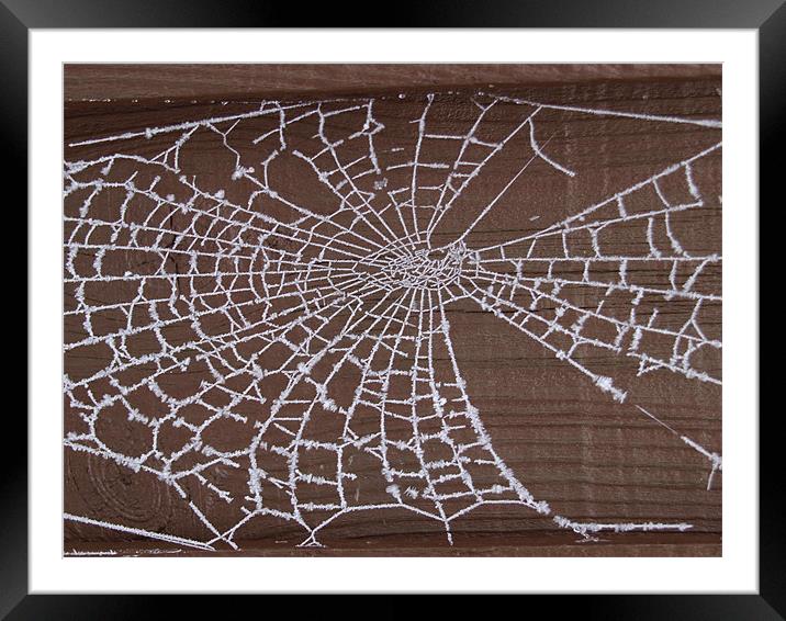 Frozen Web Framed Mounted Print by andrew hall