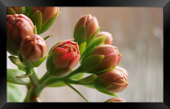 Pink Calandiva Buds Framed Print by andrew hall