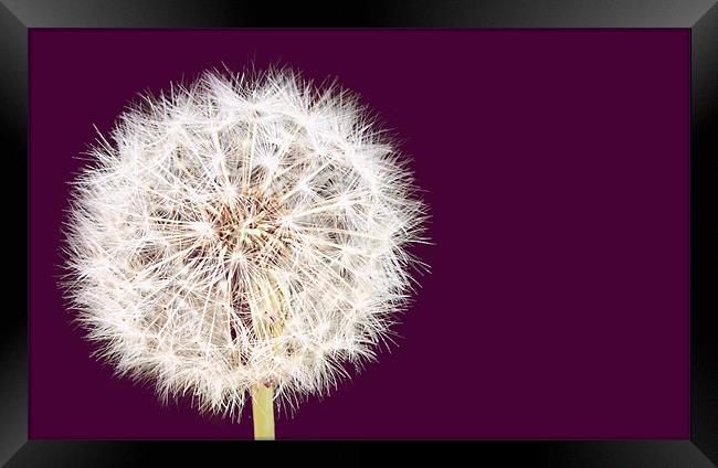 Fizzy Dandelion and Burdock Framed Print by andrew hall