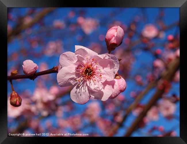 Pink Blossom Against Blue Sky Framed Print by andrew hall