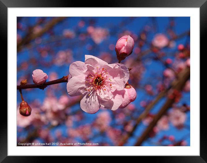 Pink Blossom Against Blue Sky Framed Mounted Print by andrew hall