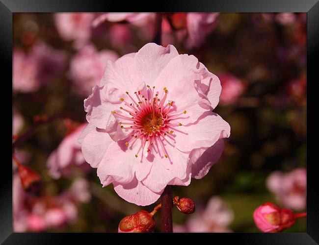 Pink Blossom Framed Print by andrew hall