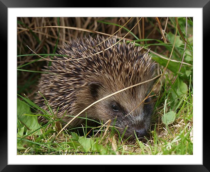 Hoglet a Baby Hedgehog Framed Mounted Print by andrew hall