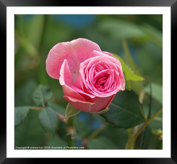 Pink Rose Framed Mounted Print by andrew hall