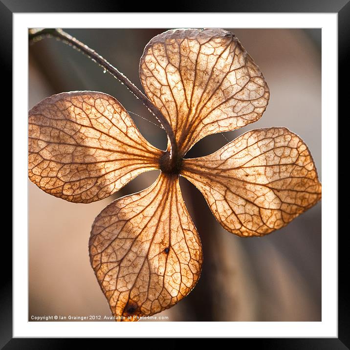 Backlit Bract Framed Mounted Print by Ian Grainger