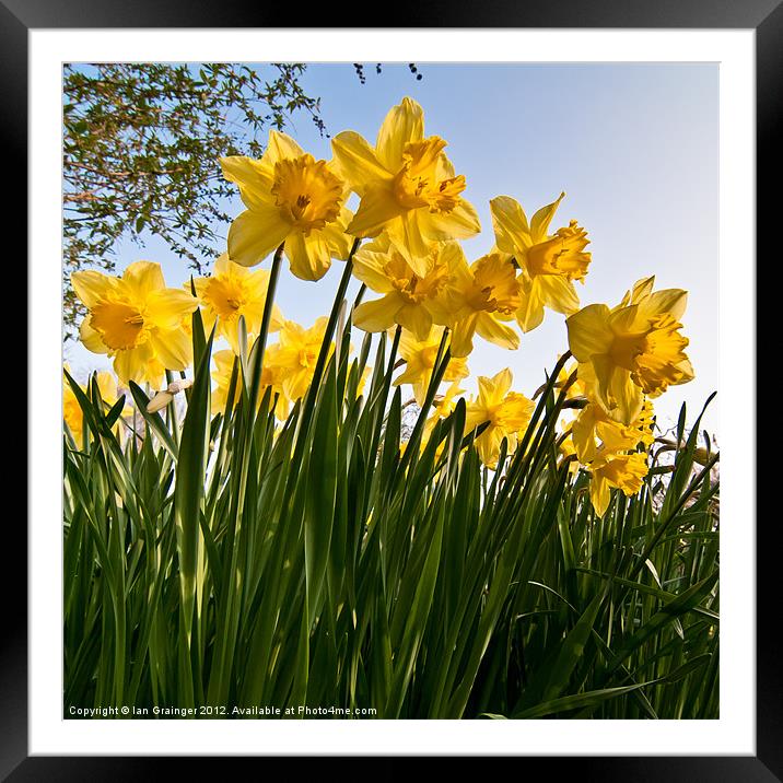 Standing In The Sunshine Framed Mounted Print by Ian Grainger