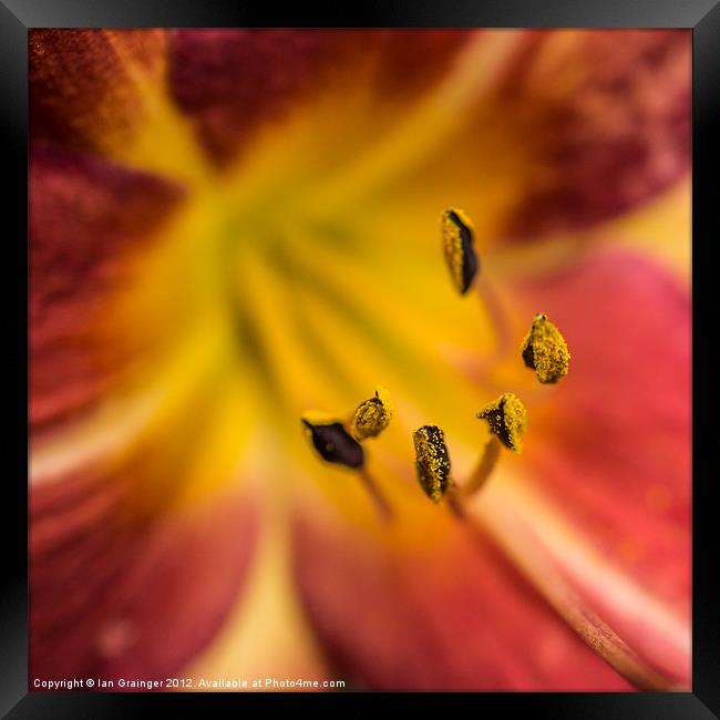 Daylily Destiny Framed Print by Ian Grainger