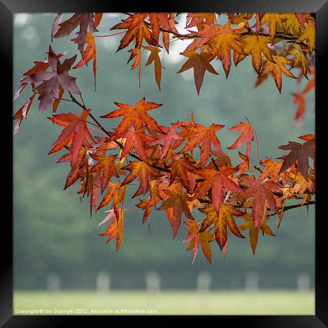 Above The Fence Framed Print by Ian Grainger