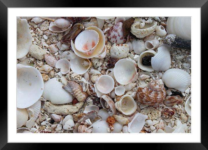 Sea Shells Framed Mounted Print by Alastair Smith