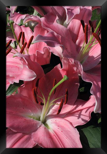 Pink Lilies Framed Print by Adrian Wilkins