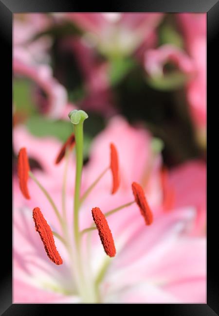 Pink Lilies Framed Print by Adrian Wilkins