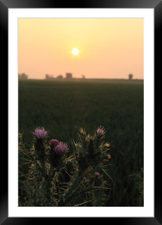 Thistle Sunset Framed Mounted Print by Adrian Wilkins
