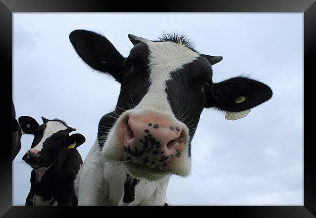 Nosey Cow! Framed Print by Adrian Wilkins
