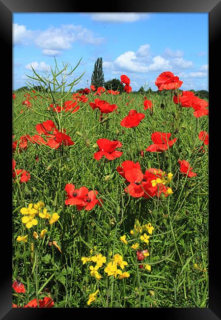 Poppies and Rapeseed crop Framed Print by Adrian Wilkins