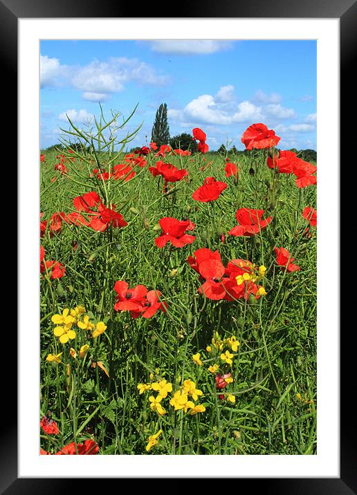 Poppies and Rapeseed crop Framed Mounted Print by Adrian Wilkins