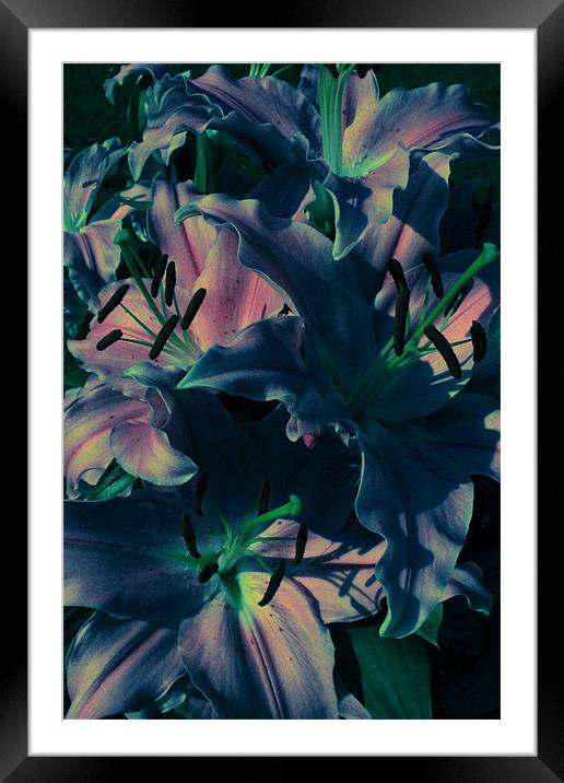 Afflicted Lilies Framed Mounted Print by Adrian Wilkins