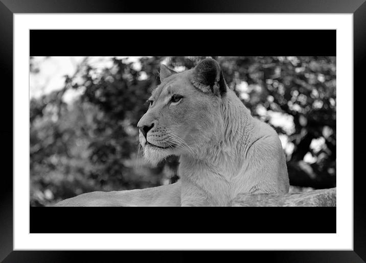 Cub Watch Framed Mounted Print by Adrian Wilkins