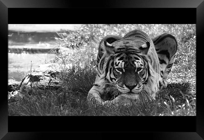 Tiger Stream Framed Print by Adrian Wilkins