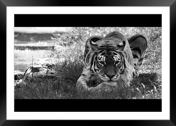 Tiger Stream Framed Mounted Print by Adrian Wilkins