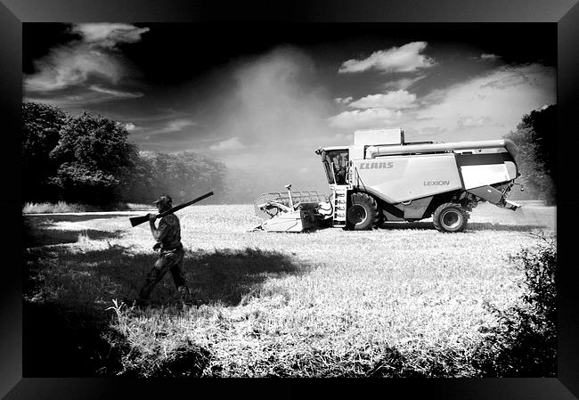  Harvest Shoot Framed Print by Adrian Wilkins