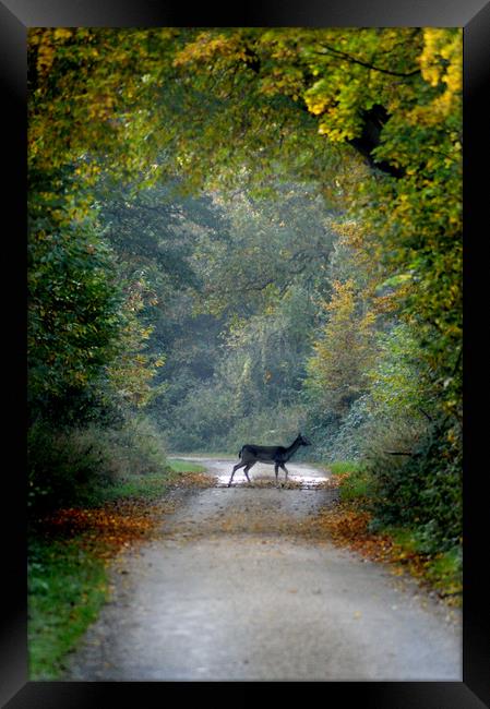 Deer Crossing Framed Print by Adrian Wilkins