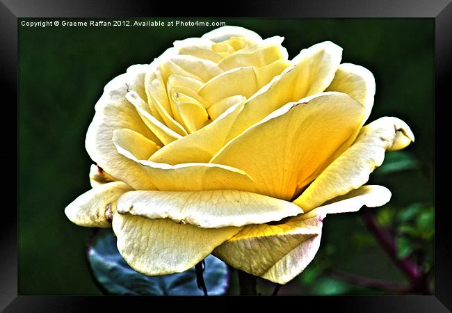 Yellow Rose Framed Print by Graeme Raffan