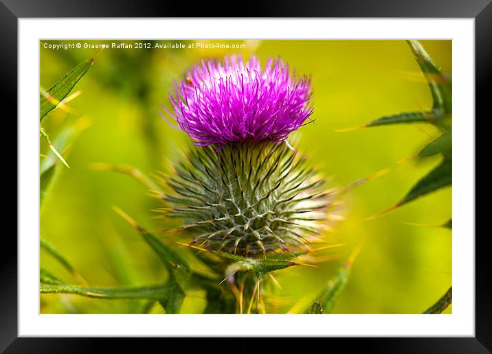 Scottish Thistle Framed Mounted Print by Graeme Raffan