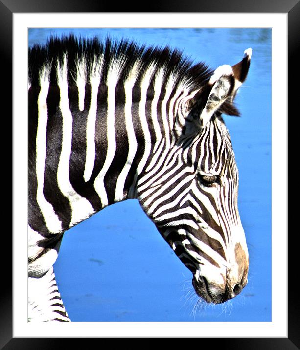 Zebra Framed Mounted Print by Sandy Jane Raffan