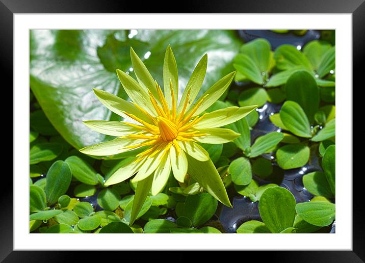 Lily Framed Mounted Print by Sandy Jane Raffan