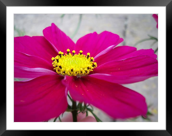 Pink Cosmos Framed Mounted Print by Stephanie McVie