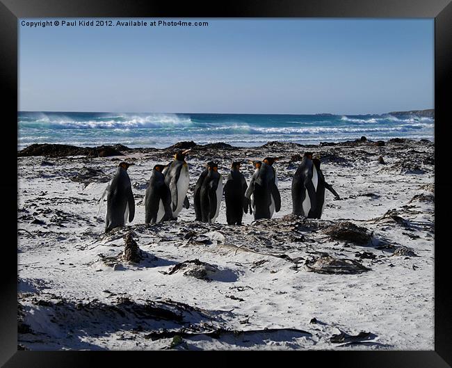 Penguins in Falklands Framed Print by Paul Kidd