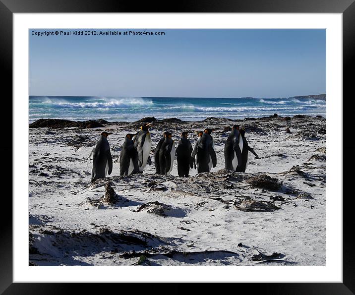 Penguins in Falklands Framed Mounted Print by Paul Kidd