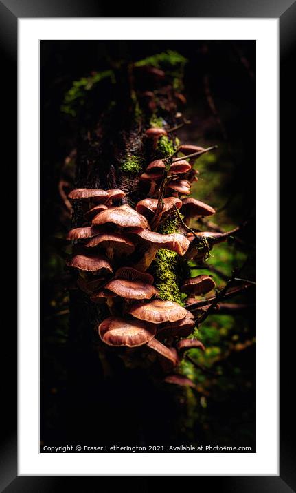 Fungal Stump Framed Mounted Print by Fraser Hetherington