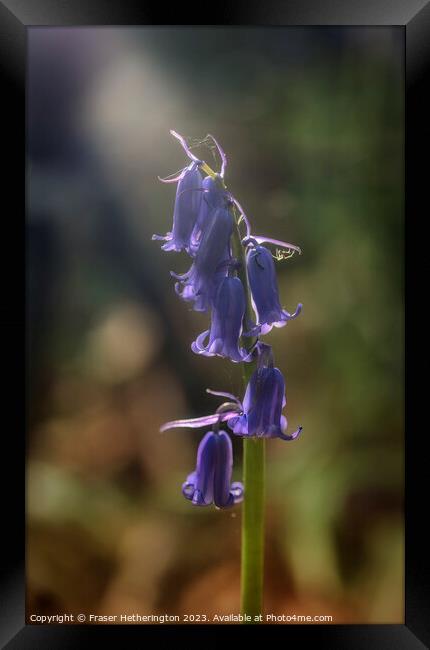 Bluebell with spider photo bomb Framed Print by Fraser Hetherington